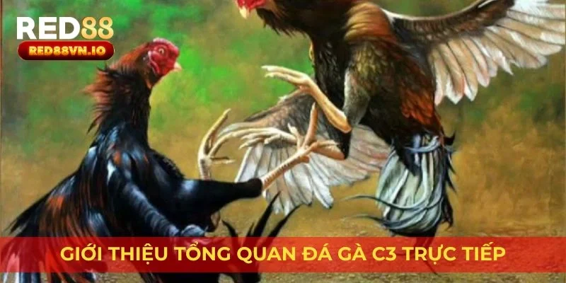 Giới thiệu tổng quan đá gà C3 trực tiếp