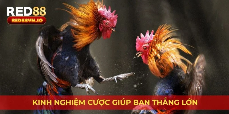 Kinh nghiệm cược giúp bạn thắng lớn
