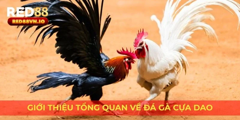 Giới thiệu tổng quan về đá gà cựa dao