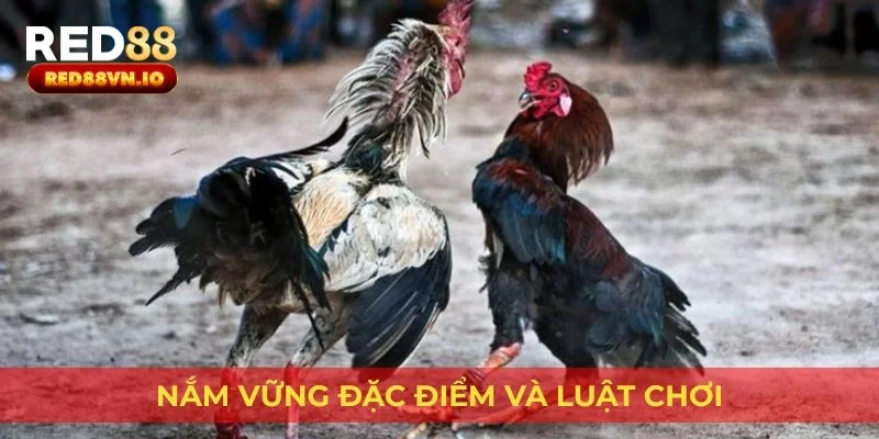 Nắm vững đặc điểm và luật chơi