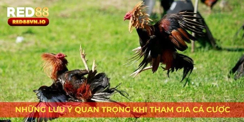 Những lưu ý quan trọng khi tham gia cá cược