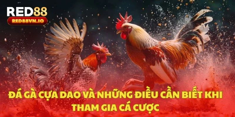 Đá Gà Cựa Dao Và Những Điều Cần Biết Khi Tham Gia Cá Cược