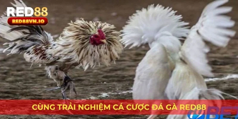 Cùng trải nghiệm cá cược đá gà Red88