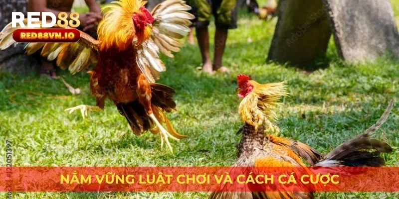 Nắm vững luật chơi và cách cá cược