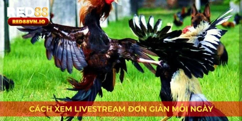 Cách xem livestream đơn giản mỗi ngày