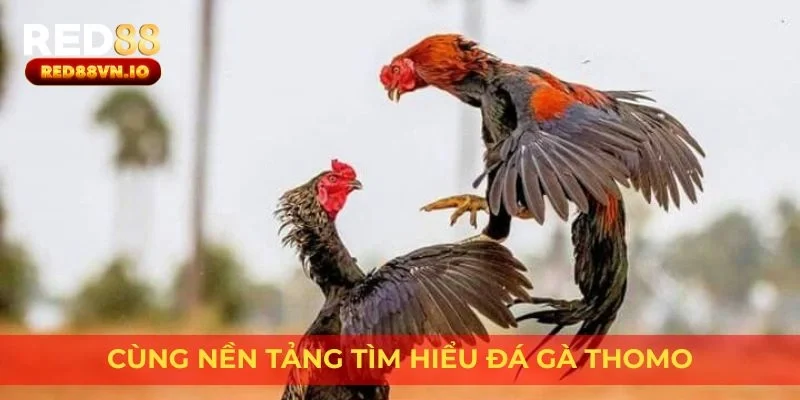 Cùng nền tảng tìm hiểu đá gà Thomo